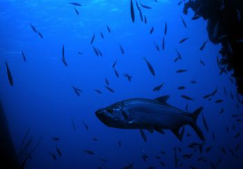 I took this photo of a huge tarpon hanging out at Salt Pi... by Robyn Lynn Churchill 